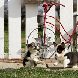 Pembroke Welsh Corgi Puppies from Half Hitch Corgis