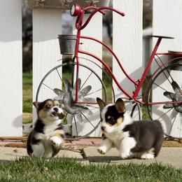 Pembroke Welsh Corgi Puppies from Half Hitch Corgis