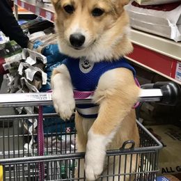 Dachshunds and Pembroke Welsh Corgis from Rockstar.Weiners