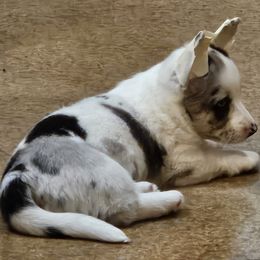 Cardigan Welsh Corgi and Labrador Retriever Puppies from LynnDee's Kennel