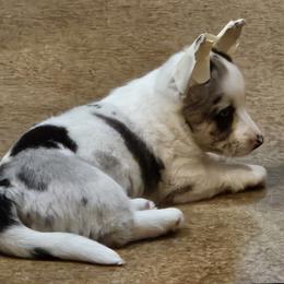 Cardigan Welsh Corgi and Labrador Retriever Puppies from LynnDee's Kennel