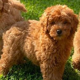 Avery - Red  male Goldendoodle puppy in Sauk Village, Illinois from Midwest Timberland Pups