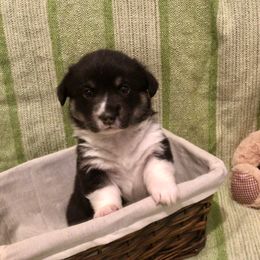Pembroke Welsh Corgi Puppies from A&A’s Adorable Corgis