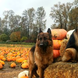 German Shepherds from Von den Waldwölfen