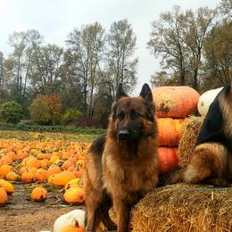 German Shepherds from Von den Waldwölfen