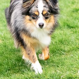 Strudel - Blue merle Toy Australian Shepherd puppy in Swampscott, Massachusetts from Tater Tails Toy Aussies