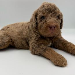 Cash - Merle male Saint Berdoodle puppy in Beach, North Dakota from Badland St. Berdoodles LLC