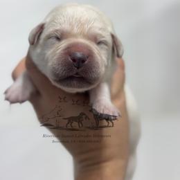 Black collar - Yellow male Labrador Retriever puppy in Beaverdam, Virginia from Riverside Sunset Labrador Retrievers