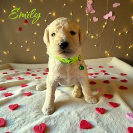 Emily - Cream female Poodle puppy in Port Orange, Florida from Daytona’s Standard Poodles