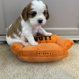 Cavalier King Charles Spaniel Puppies from Cavalier Castle