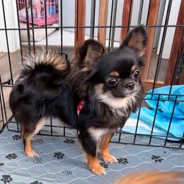 Sugar - Chihuahua