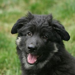 Shiloh Shepherd Puppies from Solace Shilohs