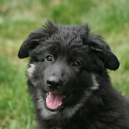 Shiloh Shepherd Puppies from Solace Shilohs