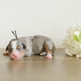 Boy 3 - male Australian Mountain Doodle puppy in Spanish Fork, Utah from K Brand Doodles
