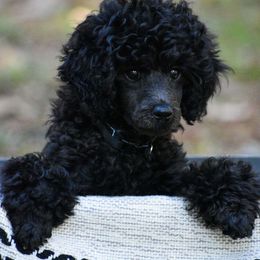 Elmo - Poodle