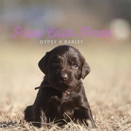 Girl 1 - Liver female Boykin Spaniel puppy in Capron, Virginia from Triple Creek Kennel