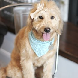 Bettsy - Goldendoodle