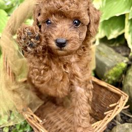 Hazel Mae - Red  female Poodle puppy in Utica, Ohio from Poodle Me Crazy