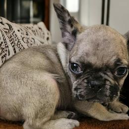 Companion Crosses and Pugs from Farmhouse Frenchies