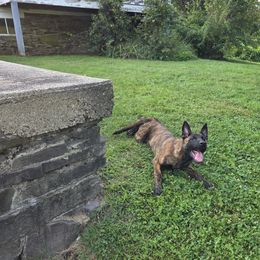 Dutch Shepherd Puppies from Acadia CanineTM