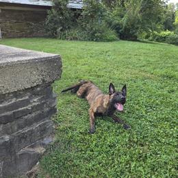 Dutch Shepherd Puppies from Acadia CanineTM