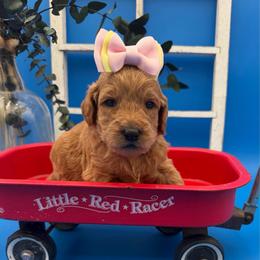Rosie - Apricot female Goldendoodle puppy in Willacoochee, Georgia from Kitandkboodle's Doodles