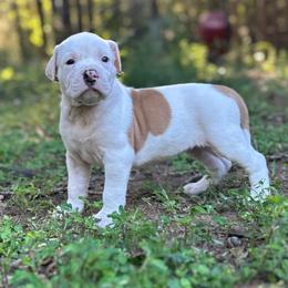 Marta - White female American Bulldog puppy in Pace, Florida from Genesis American Bulldogs