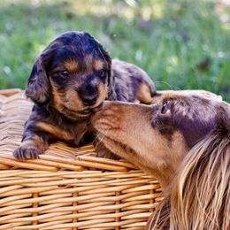 Aussiedoodle, Australian Shepherd, Dachshund, and Miniature Australian Shepherd Puppies from Bline’s Awesome Aussies & Doxies at the Bline Family Farm