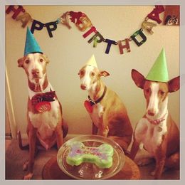 Ibizan Hound and Manchester Terrier All Grown Up from Ahram Ibizan hounds and Manchester Terriers