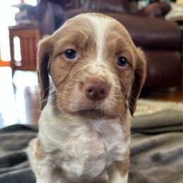 Lucy - Orange and white female Brittany puppy in Parkersburg, Iowa from Truax Brittanys