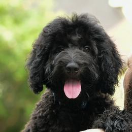 Sheepadoodle Puppies from Riley Grace Puppies