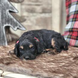 Meet Prince :) - Black and tan male Cavapoo puppy in Centerville, Iowa from Barnyard Dachshunds, Dals & Doodles