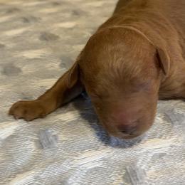 Boy 2 - Red  male Goldendoodle puppy in Haleyville, Alabama from Susan’s Prefurred Doodles