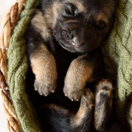 German Shepherd Puppies from Platz German Shepherds