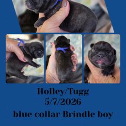 Blue boy - Brindle male French Bulldog puppy in Polk City, Florida from Best Friend Frenchies, LLC
