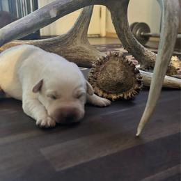 Black Collar - Yellow male Labrador Retriever puppy in Nampa, Idaho from Gem State English Labrador Retrievers