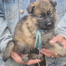 Girl 2 Turqoise - Sable female German Shepherd puppy in Lake George, Colorado from High Country German Shepherds