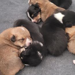Pembroke Welsh Corgi puppies from PiffNPuffcorgis