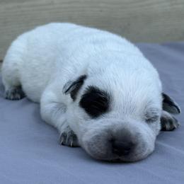 Ernesto - Blue male Australian Cattle Dog puppy in Seneca, Missouri from MO Morningstar Heelers
