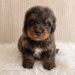 Mr. Tumnus - Brown male Bernedoodle puppy in Travelers Rest, South Carolina from Bernedoodle.do