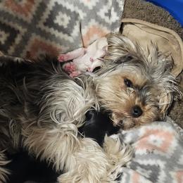 Yorkshire Terrier Puppies from Sonshine Yorkies
