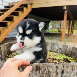 Denali - Black and white female Pomsky puppy in Rathdrum, Idaho from Smart Pomskies and Frenchies