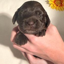 White Collar Girl - Chocolate female Australian Labradoodle puppy in Saint Louis, Missouri from Gateway Australian Labradoodles