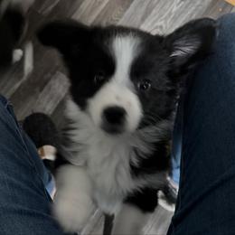 Boy 1 - Black tri male Miniature Australian Shepherd puppy in Saco, Maine from Wags Family Aussies