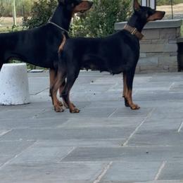 Doberman Pinscher Puppies from Ocean’s Breeze Doberman Pinschers