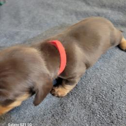 Dachshund Puppies from Weenies on the Lake