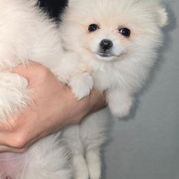 Jazmin - Cream female Pomeranian puppy in Texas from Ruby's Poms