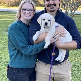 Labrador Retriever Puppies from Flashylabs  AKC GR CHAMPION SIRED