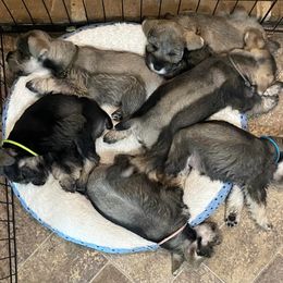 Miniature Schnauzer puppies from Beyond Blessed Pawz