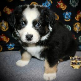 Firework - Black tri-color male Australian Shepherd puppy in El Dorado Springs, Missouri from HP Aussie Kennels